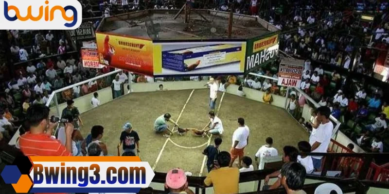Bwing quy tụ những sảnh đá gà chất lượng hàng đầu