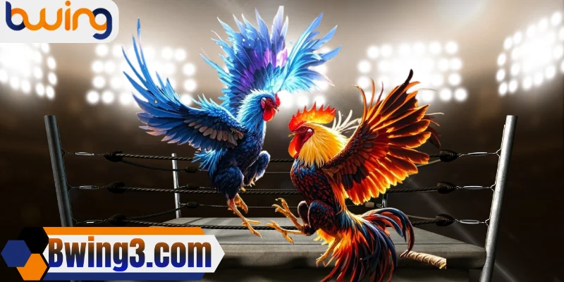 Sơ lược về đá gà Bwing 