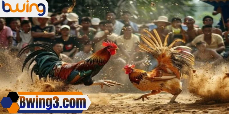 Bwing dẫn đầu cá cược đá gà với trải nghiệm vượt trội