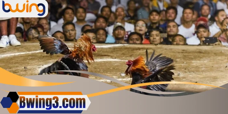 Tại Bwing, trận đấu cựa dao được livestream trực tiếp và minh bạch