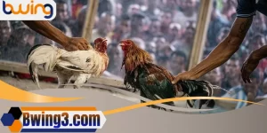 Đá Gà Cựa Dao bwing