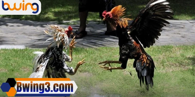 Sơ lược về đá gà cựa dao tại nhà cái Bwing