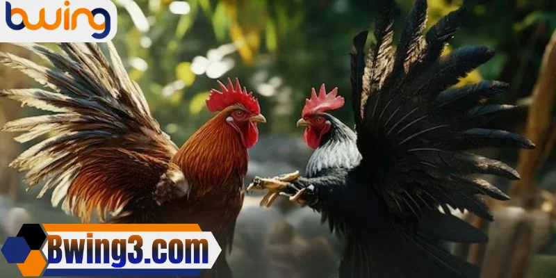Giải đáp nhanh các thắc mắc về đá gà cựa sắt tại Bwing